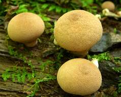 Imagem de Lycoperdon subincarnatum Peck 1872