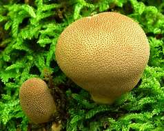 Imagem de Lycoperdon