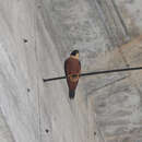 Image of Oriental Hobby