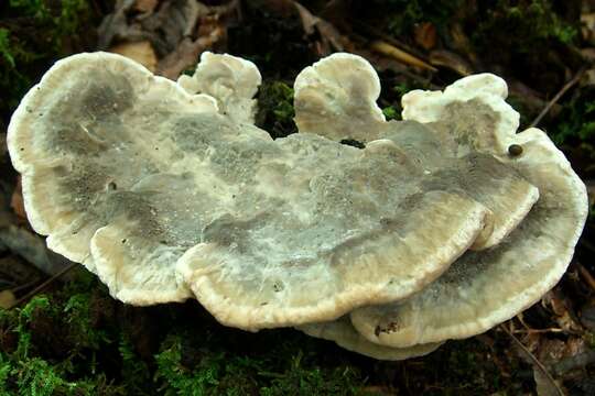 Image of Tyromyces galactinus (Berk.) J. Lowe 1975