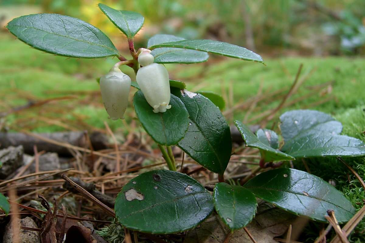 Image of eastern teaberry