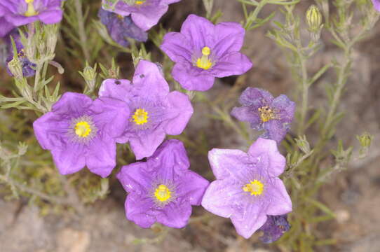 Image of Nierembergia linariifolia var. pampeana (Millán) A. A. Cocucci & A. T. Hunziker