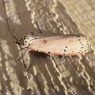 Image of Ornate Bella Moth