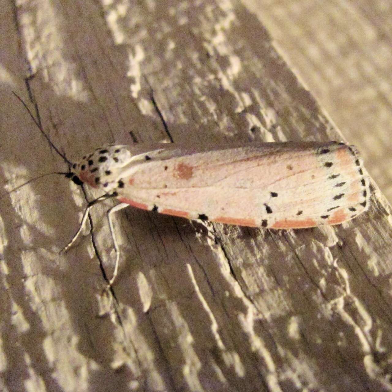 Image of Ornate Bella Moth