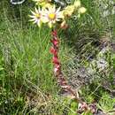 Image of Sempervivum grandiflorum Haw.