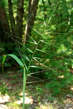 Imagem de Elymus hystrix L.