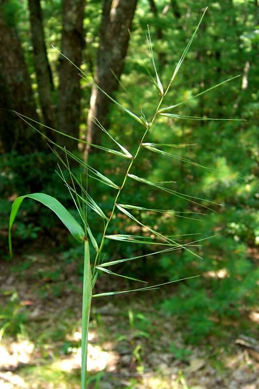 Image of Eastern Bottle-Brush Grass