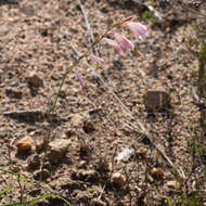 Image of Gladiolus brevifolius Jacq.