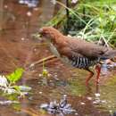 Image of Red-and-white Crake