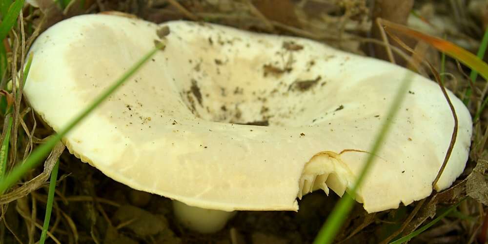 Image of Lactarius piperatus (L.) Pers. 1797