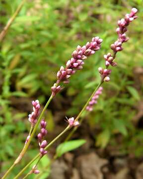 صورة Persicaria longiseta (De Bruyn) Kitagawa