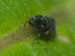 Image of Melanoliarus humilis (Say 1830)