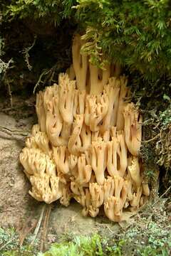 Слика од Ramaria caulifloriformis (Leathers) Corner 1970