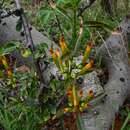 Image of Agelanthus sambesiacus (Engl. & Schinz) R. M. Polhill & D. Wiens