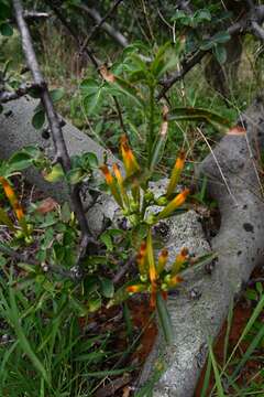 Image de Agelanthus sambesiacus (Engl. & Schinz) R. M. Polhill & D. Wiens