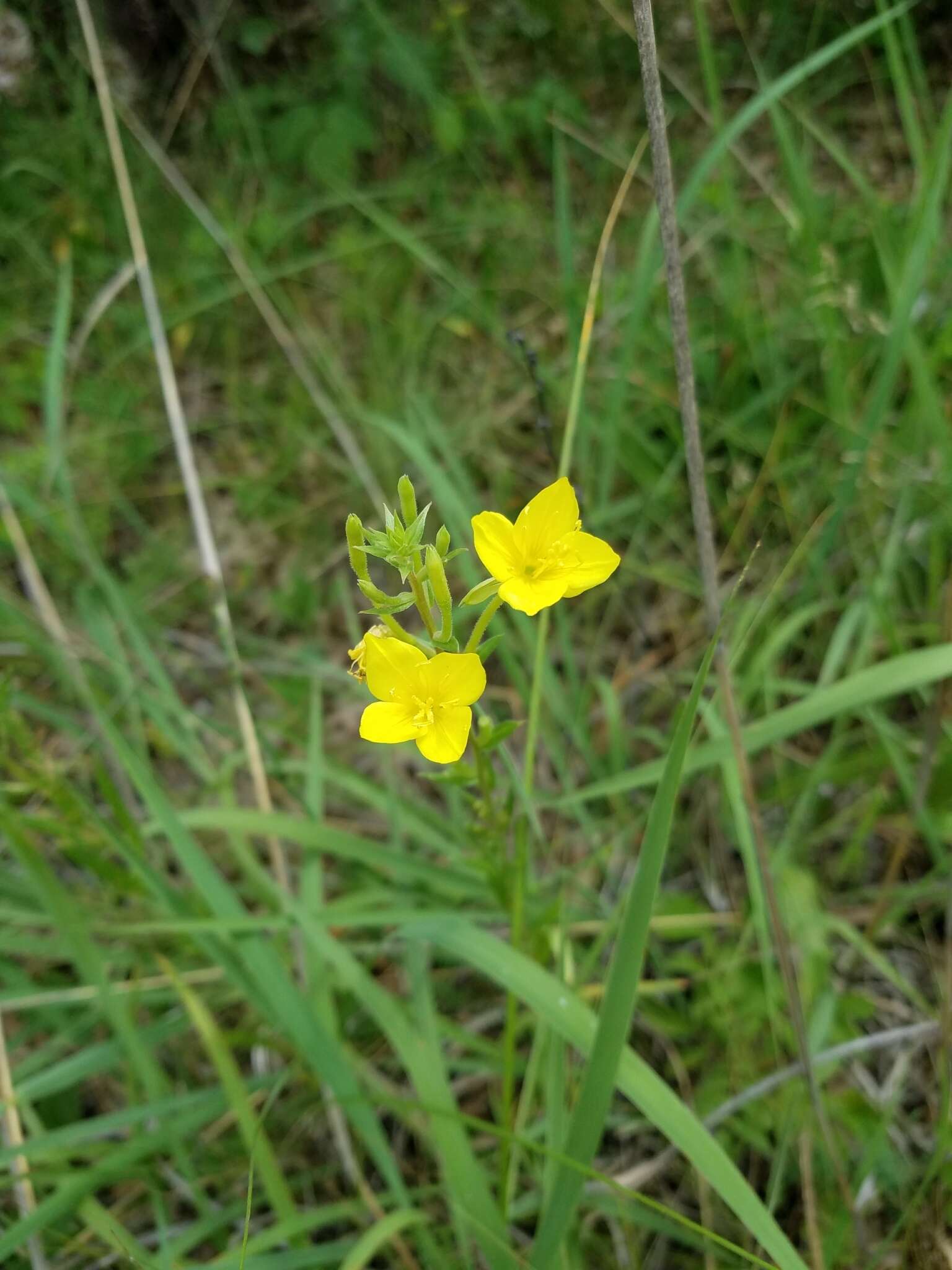 Слика од Oenothera perennis L.