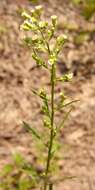 Solidago bicolor L. resmi