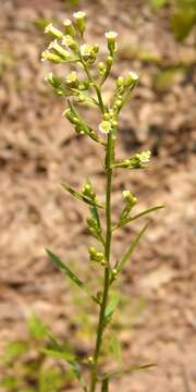 Solidago bicolor L. resmi