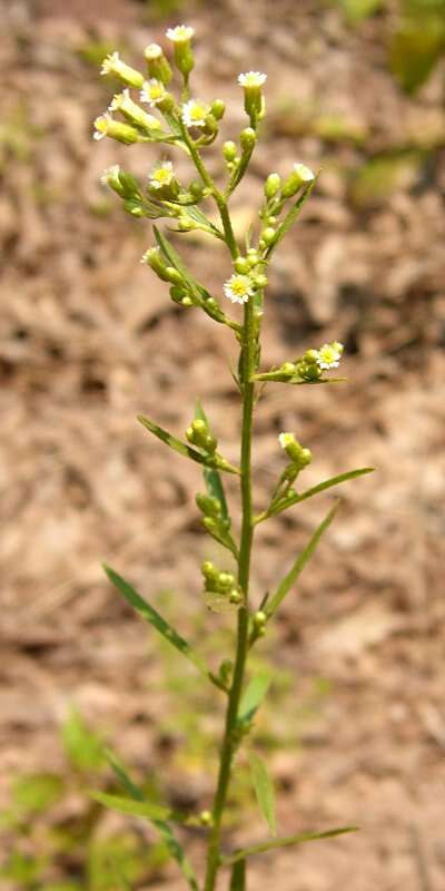 Solidago bicolor L. resmi