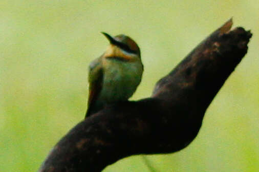 Image of Rainbow Bee-eater