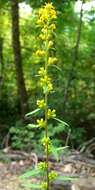 Image of showy goldenrod