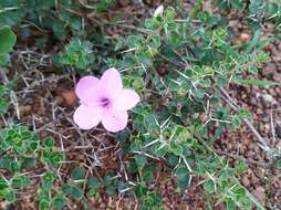 Imagem de Barleria mysorensis Heyne