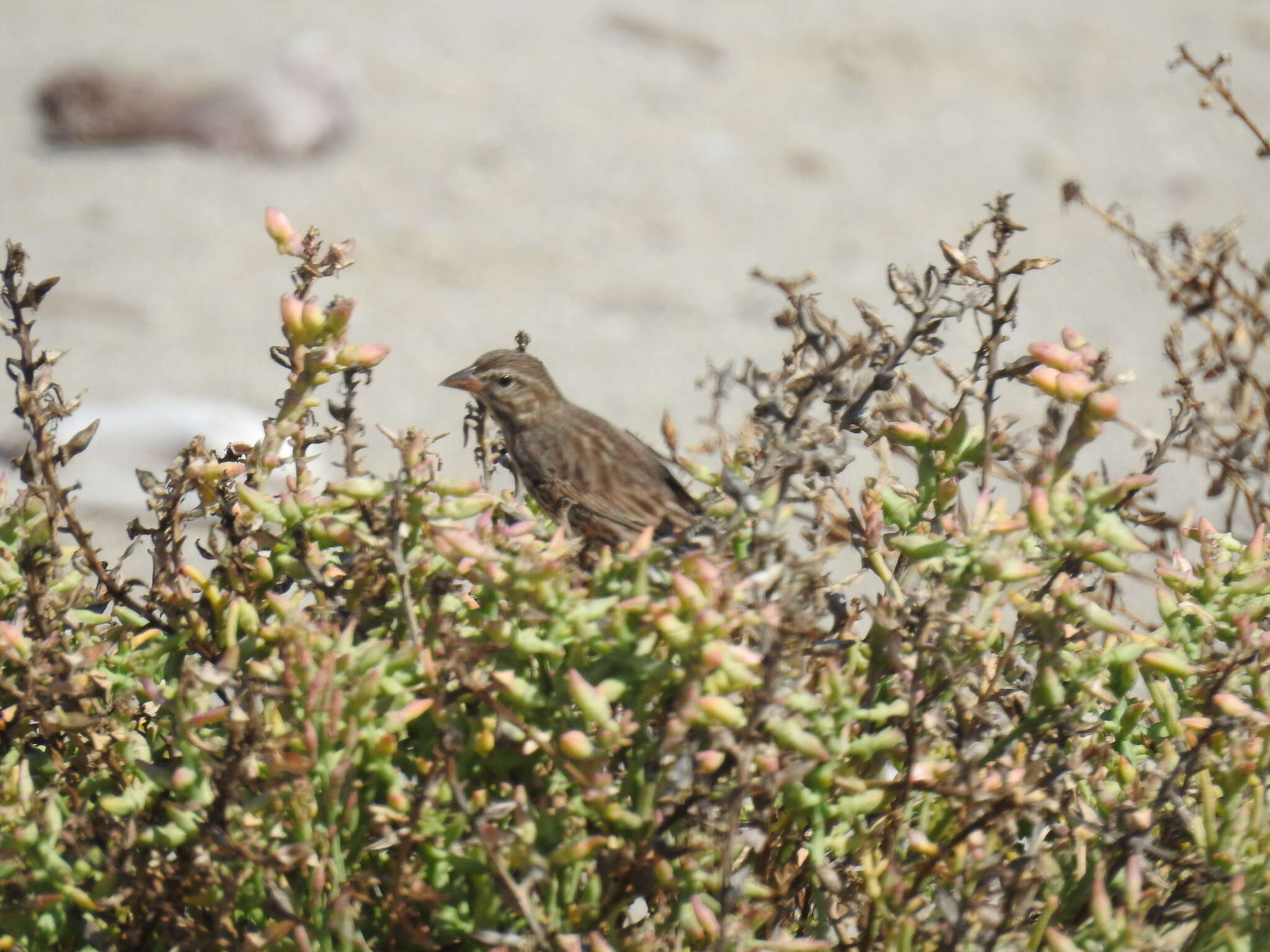 Passerculus sandwichensis rostratus (Cassin 1852) resmi