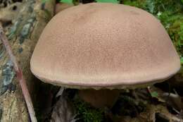 Image of Reddish brown bitter bolete