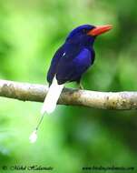 Image of Cobalt Paradise Kingfisher