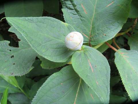 Sivun Hydrangea involucrata Siebold kuva