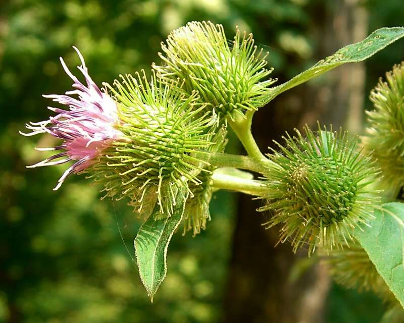 Image of common burdock