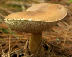 Image of Boletus subtomentosus L. 1753