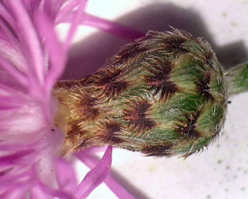 Image of spotted knapweed