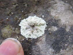 Image of leproloma lichen