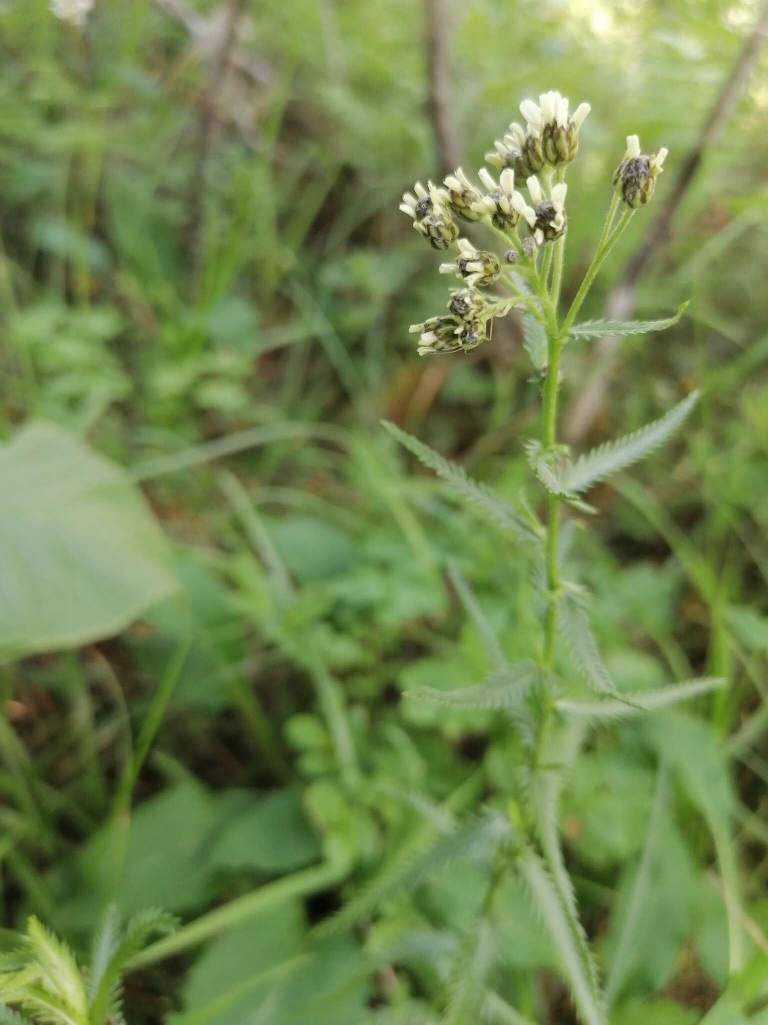 Image of Achillea ledebourii Heimerl