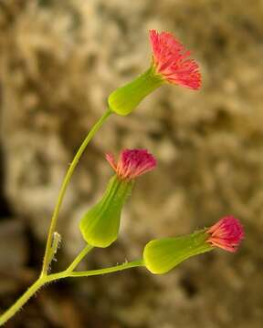 Image of Florida tasselflower