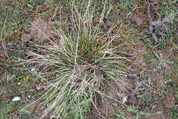 Image of Stipa lagascae Roem. & Schult.