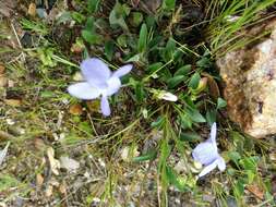 Sivun Viola lactea Sm. kuva