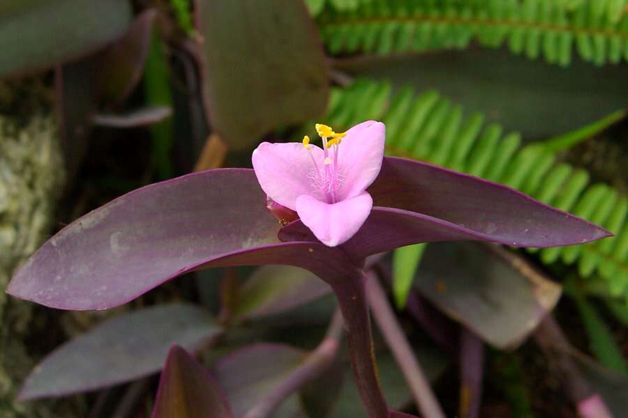 Image of purple heart