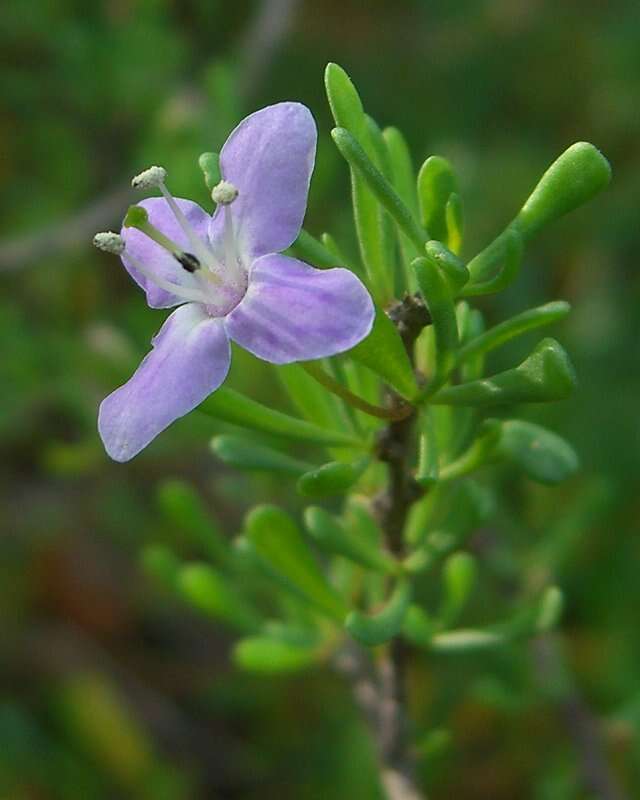 Image of Carolina desert-thorn