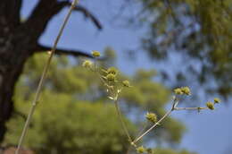 Image of Eryngium thorifolium Boiss.