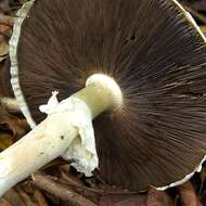 Image of Wood mushroom