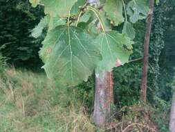 Image of Common Aspen