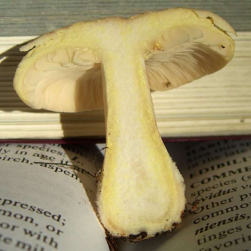 Image of Lactarius chrysorrheus Fr. 1838