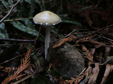 Image of Stropharia ambigua (Peck) Zeller 1914