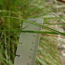 Image of Button Grass