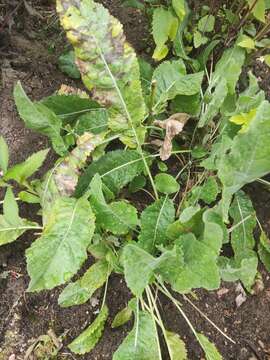 Image of Alecost or Balsam Herb