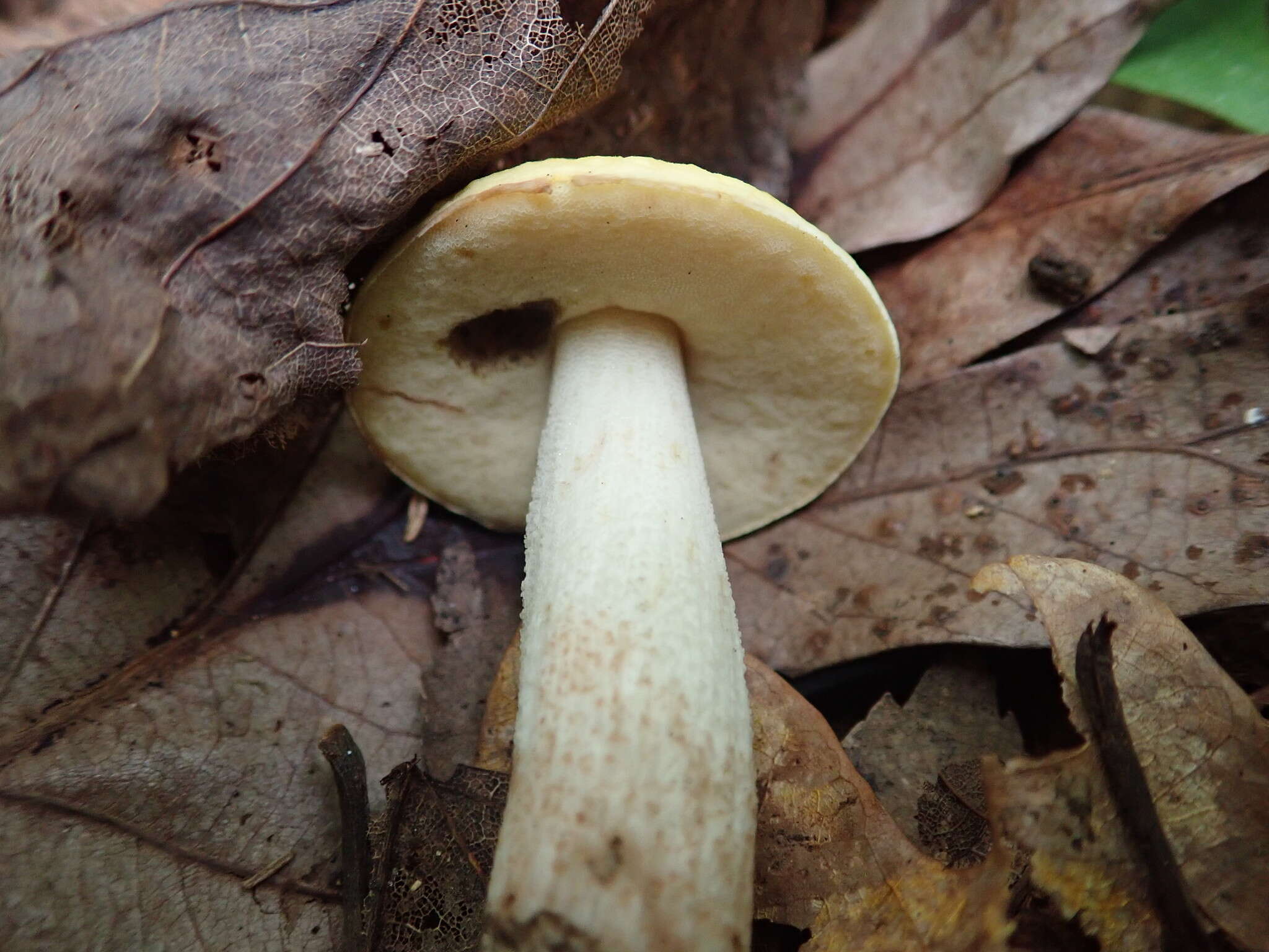 Image of Leccinum luteum A. H. Sm., Thiers & Watling 1967