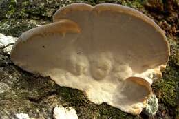 Image de Polypore du pin