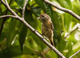 Image of Sooretama Slaty Antshrike